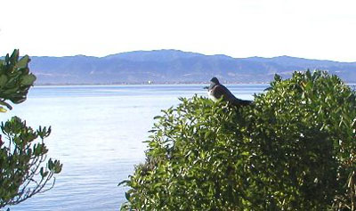 pigeon, looking towards mainland