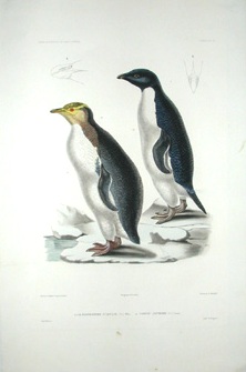 Yellow-eyed penguin and Adelie penguin