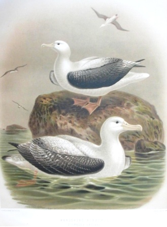 wandering albatross