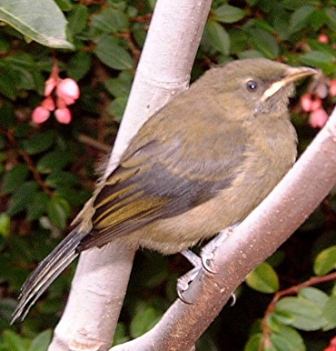 bellbird fledgling