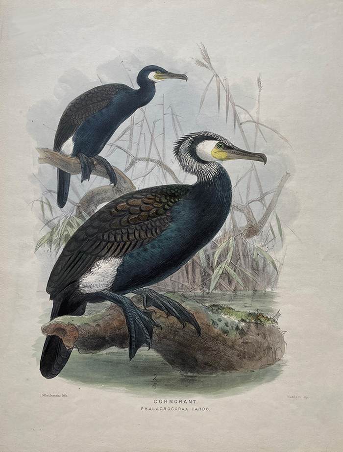 cormorant, black shag
