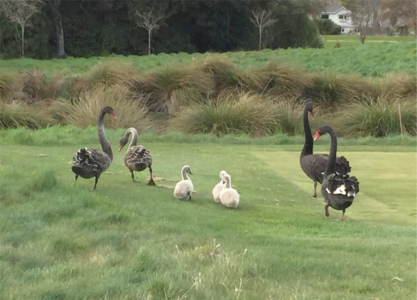 black swan juveniles, chicks and adults