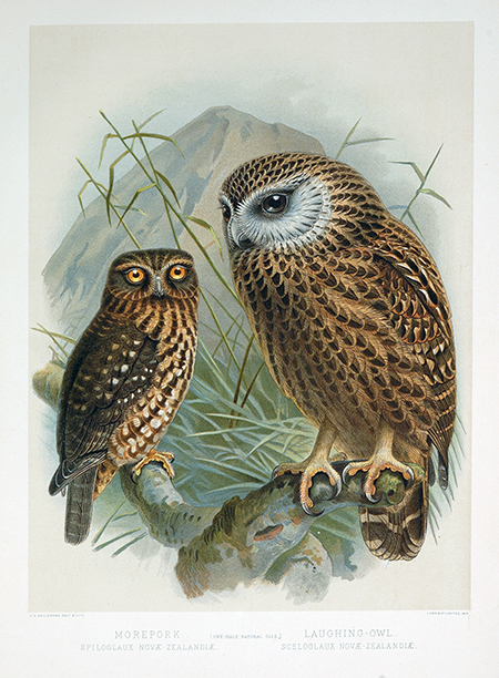 morepork and Whekau, the laughing owl