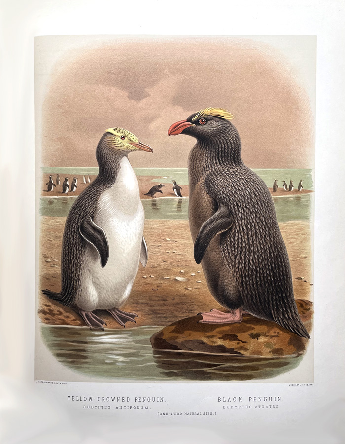 Yellow crowned penguin and Black penguin