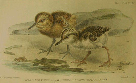Chatham Island snipe chick, shore plover chick
