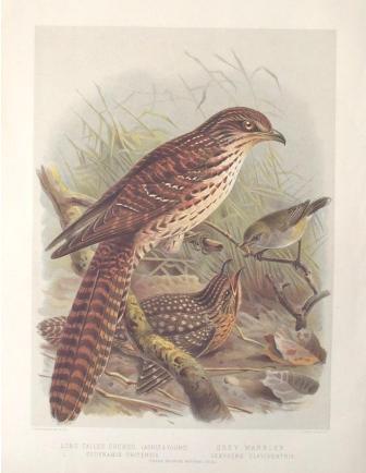 long tailed cuckoo