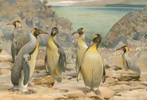 Emperor penguin, Richard Lydekker