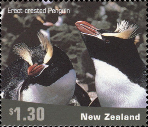Erect crested penguins