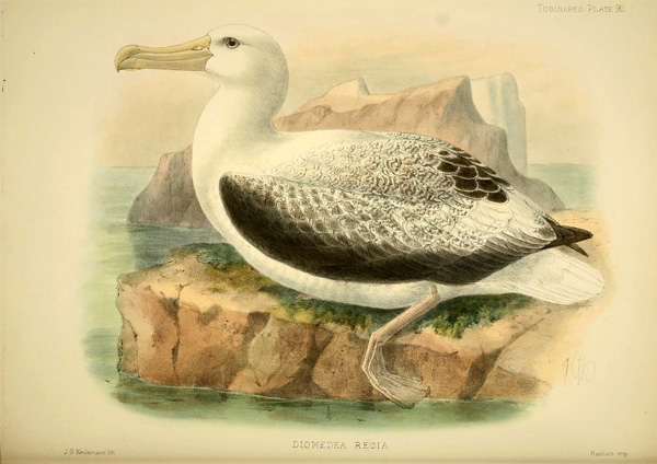 Toroa, the royal albatross