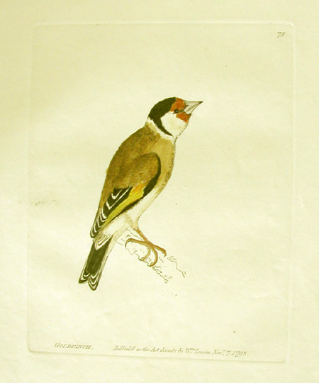 goldfinch, Lewin