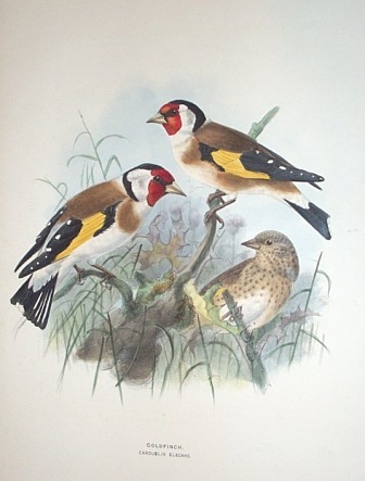 goldfinch, Henry Dresser