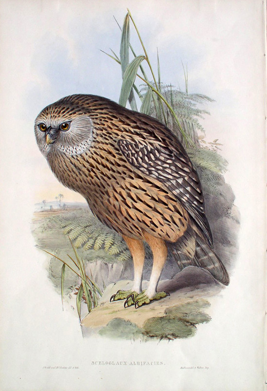 Gould Whekau, the Laughing Owl