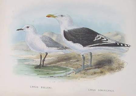 black-billed and black-backed gulls