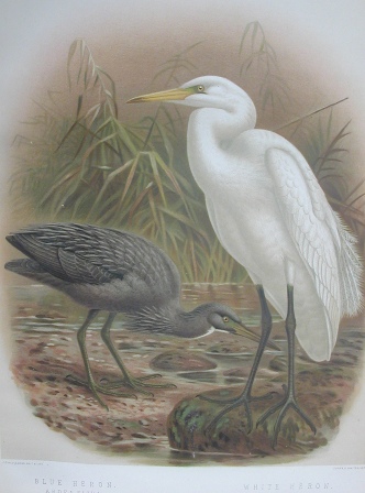 Kōtuku and reef heron