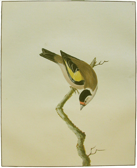 goldfinch water colour, William Lewin