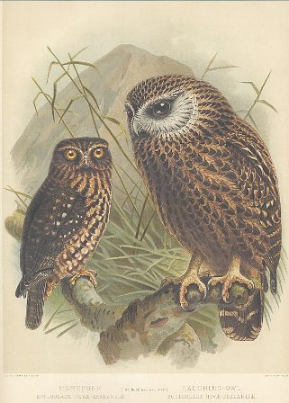morepork and laughing owl