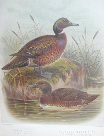 brown teal and Auckland Island duck