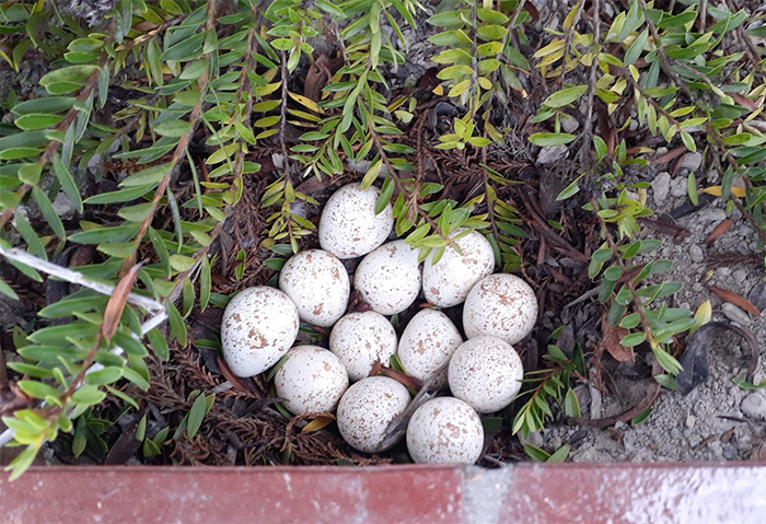 California quail nest