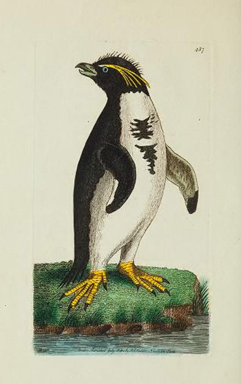 Snares crested penguin