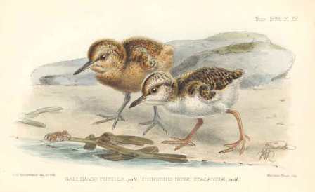 Chatham Island snipe chick and shore plover chick