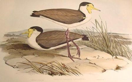 spur-winged plover