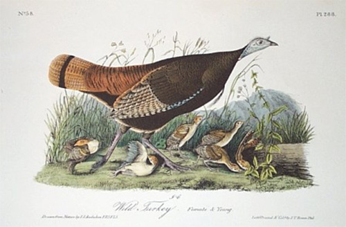 wild turkey, Audubon