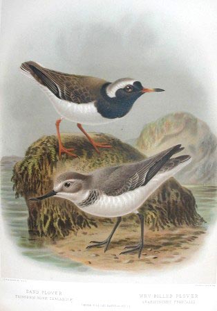 wrybill and shore plover