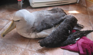 Salvin’s Mollymawk (albatross)