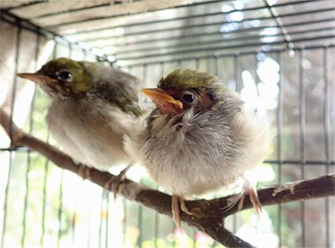 Little Bird Rescue — Two young Waxeyes