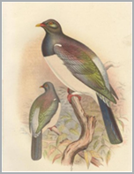 Kereru; from Proceedings of the Zoological Society, 1881 -- Endemic bird
