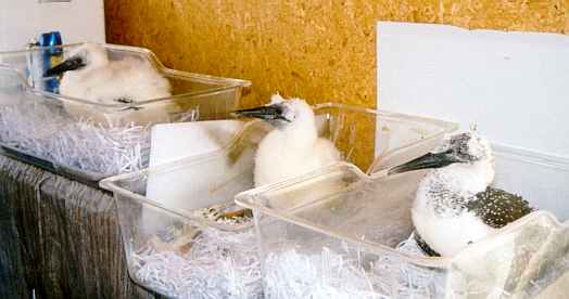 Gannet chicks