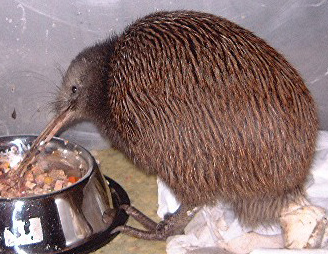 Kiwi eating on its own