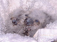 morepork chicks 12/11/2006