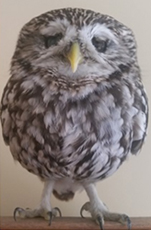 OBR; Owl