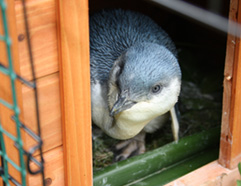 Christchurch Penguin Rehabilitation; Little Blue
