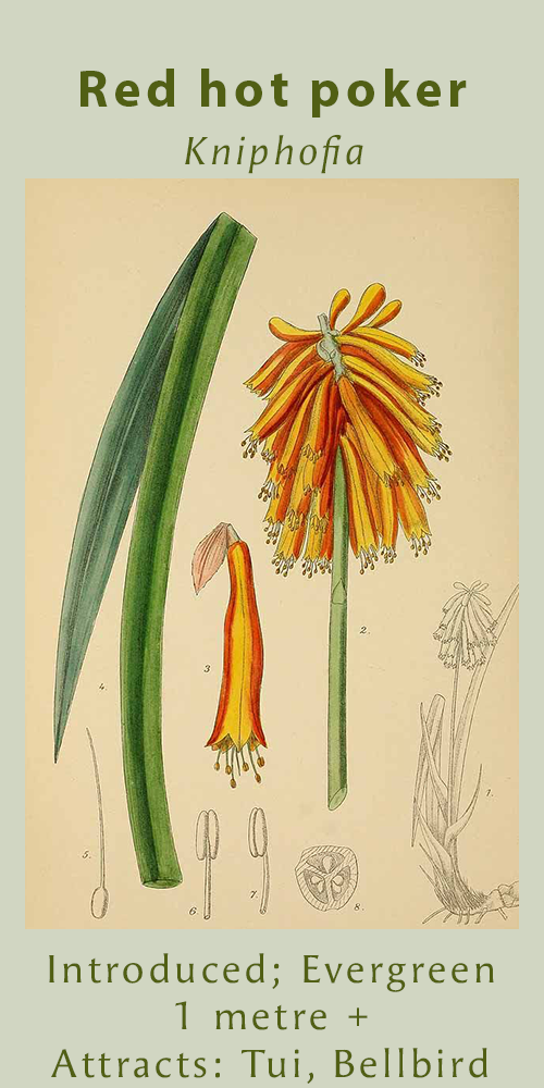 Red hot poker, Curtis