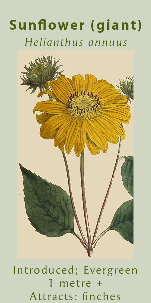 Sunflower, Curtis