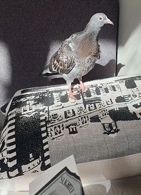 Athena's Bird Rescue; this pigeon fell out of a tree when he was a fledgling.