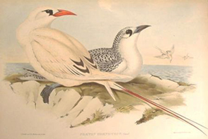 Amokura; Gould -- Native bird