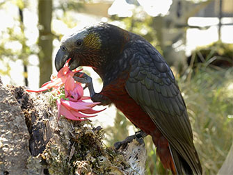 South Island Kaka, Kiwi Birdlife Park